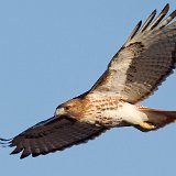12SB1578 Red-tailed Hawk
